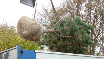 Beplantning Anl&aelig;gsgartnerfirma J&oslash;rgen W. Petersen