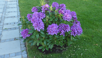 Beplantning Anl&aelig;gsgartnerfirma J&oslash;rgen W. Petersen